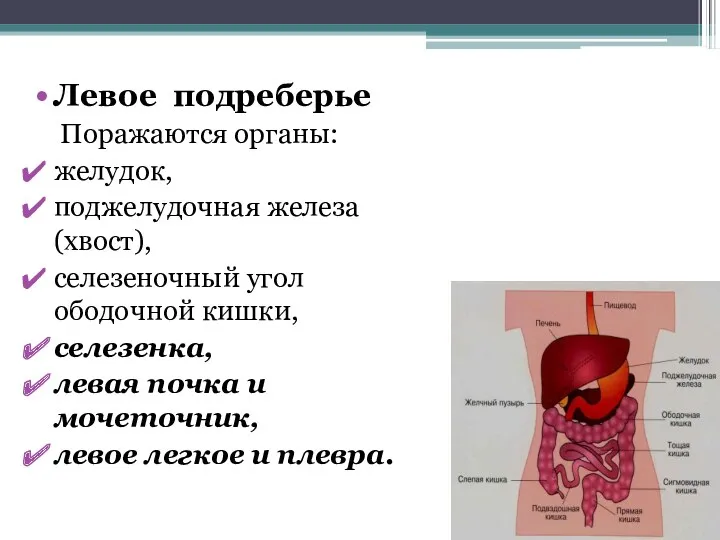 Левое подреберье Поражаются органы: желудок, поджелудочная железа (хвост), селезеночный угол ободочной кишки, селезенка,