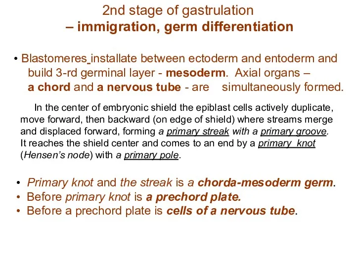 2nd stage of gastrulation – immigration, germ differentiation Blastomeres installate