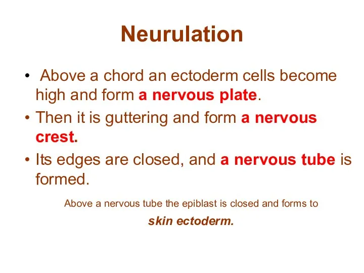 Neurulation Above a chord an ectoderm cells become high and