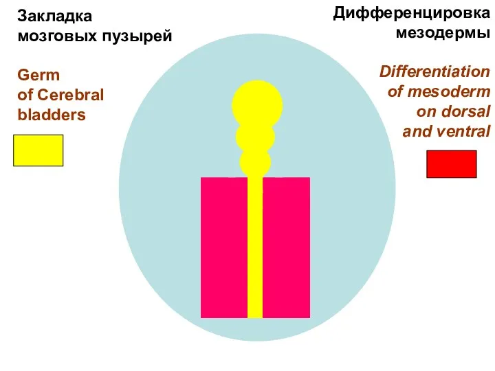 Закладка мозговых пузырей Germ of Cerebral bladders Дифференцировка мезодермы Differentiation of mesoderm on dorsal and ventral