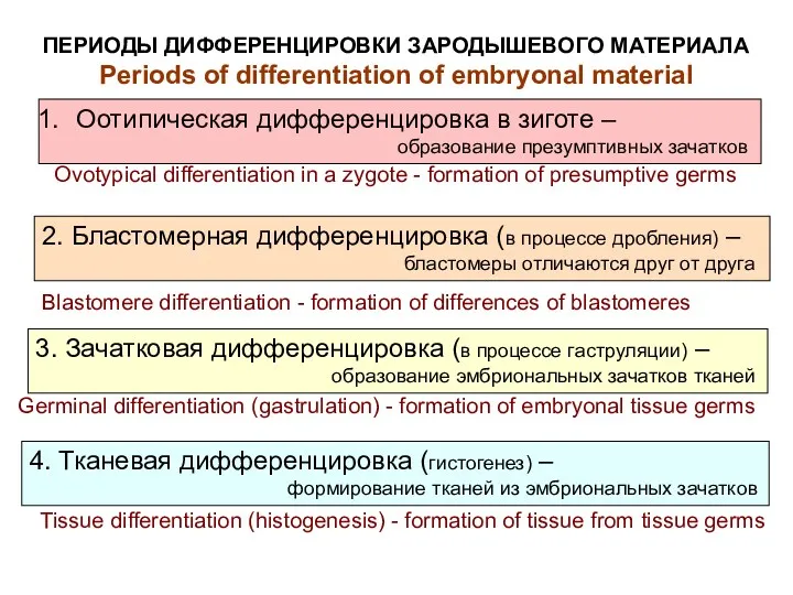 ПЕРИОДЫ ДИФФЕРЕНЦИРОВКИ ЗАРОДЫШЕВОГО МАТЕРИАЛА Periods of differentiation of embryonal material