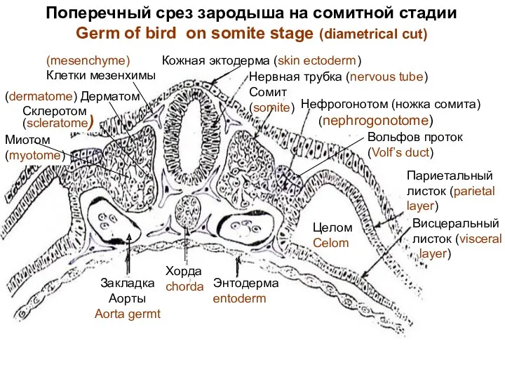 Поперечный срез зародыша на сомитной стадии Germ of bird on