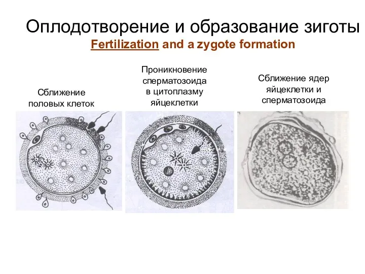 Оплодотворение и образование зиготы Fertilization and a zygote formation Сближение