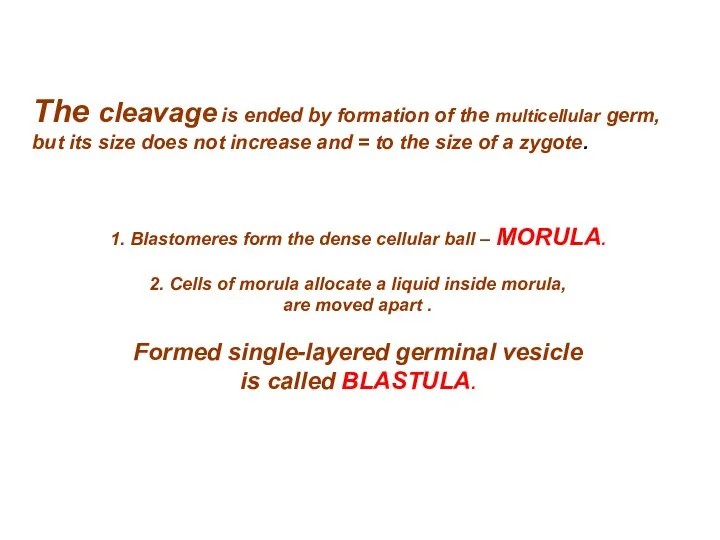 1. Blastomeres form the dense cellular ball – MORULA. 2.