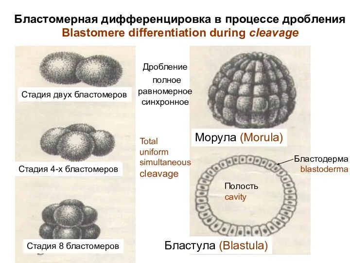 Морула (Morula) Бластула (Blastula) Стадия двух бластомеров Стадия 4-х бластомеров