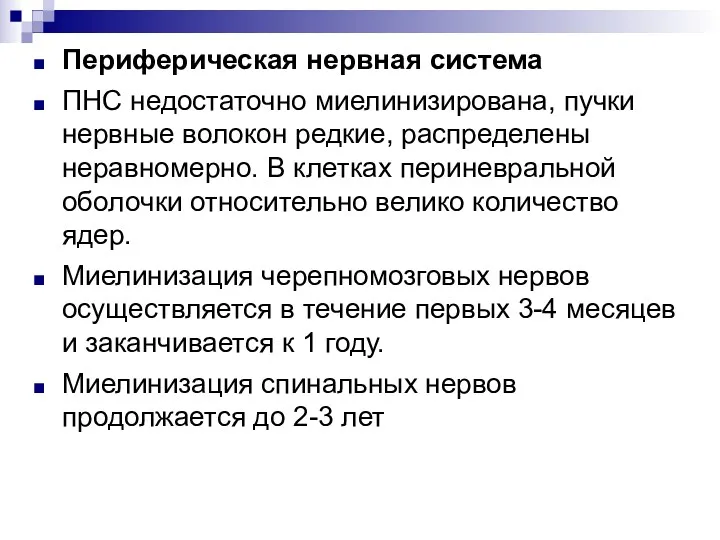 Периферическая нервная система ПНС недостаточно миелинизирована, пучки нервные волокон редкие,