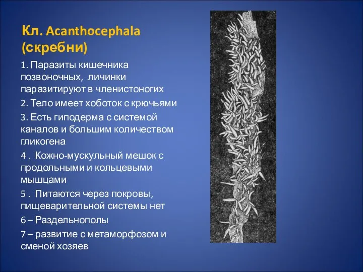 Кл. Acanthocephala (скребни) 1. Паразиты кишечника позвоночных, личинки паразитируют в