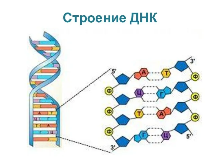 Строение ДНК Тема №1