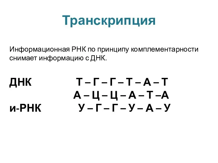 Транскрипция Информационная РНК по принципу комплементарности снимает информацию с ДНК.