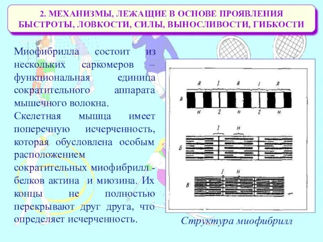 2. МЕХАНИЗМЫ, ЛЕЖАЩИЕ В ОСНОВЕ ПРОЯВЛЕНИЯ БЫСТРОТЫ, ЛОВКОСТИ, СИЛЫ, ВЫНОСЛИВОСТИ,