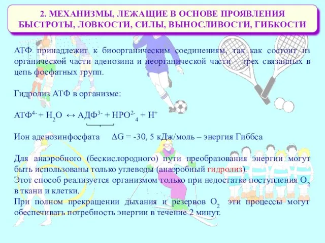 2. МЕХАНИЗМЫ, ЛЕЖАЩИЕ В ОСНОВЕ ПРОЯВЛЕНИЯ БЫСТРОТЫ, ЛОВКОСТИ, СИЛЫ, ВЫНОСЛИВОСТИ,