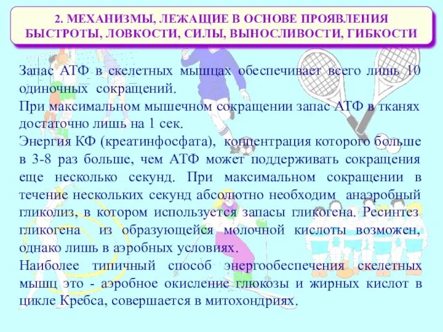 2. МЕХАНИЗМЫ, ЛЕЖАЩИЕ В ОСНОВЕ ПРОЯВЛЕНИЯ БЫСТРОТЫ, ЛОВКОСТИ, СИЛЫ, ВЫНОСЛИВОСТИ,