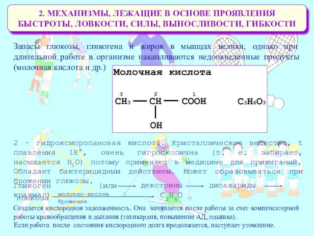 2. МЕХАНИЗМЫ, ЛЕЖАЩИЕ В ОСНОВЕ ПРОЯВЛЕНИЯ БЫСТРОТЫ, ЛОВКОСТИ, СИЛЫ, ВЫНОСЛИВОСТИ,