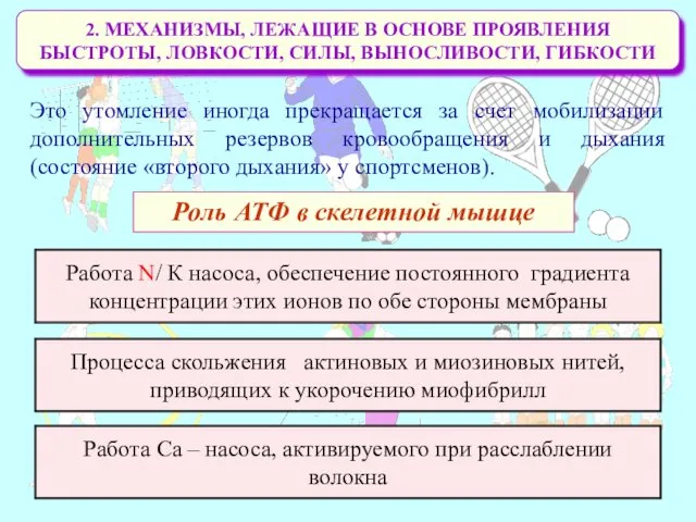 2. МЕХАНИЗМЫ, ЛЕЖАЩИЕ В ОСНОВЕ ПРОЯВЛЕНИЯ БЫСТРОТЫ, ЛОВКОСТИ, СИЛЫ, ВЫНОСЛИВОСТИ,