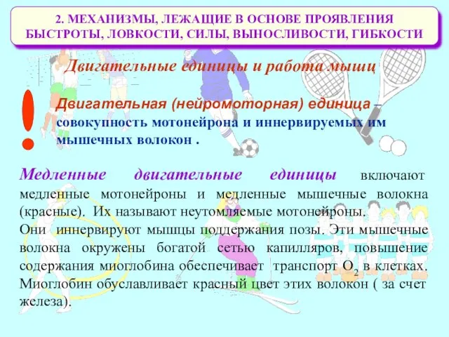 2. МЕХАНИЗМЫ, ЛЕЖАЩИЕ В ОСНОВЕ ПРОЯВЛЕНИЯ БЫСТРОТЫ, ЛОВКОСТИ, СИЛЫ, ВЫНОСЛИВОСТИ,