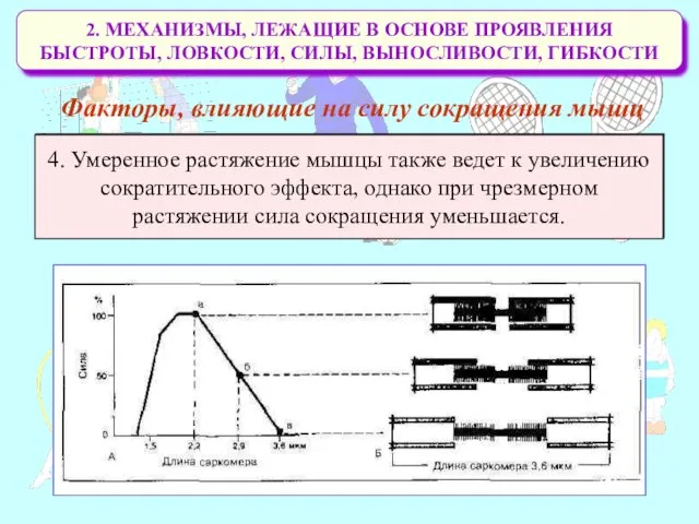 2. МЕХАНИЗМЫ, ЛЕЖАЩИЕ В ОСНОВЕ ПРОЯВЛЕНИЯ БЫСТРОТЫ, ЛОВКОСТИ, СИЛЫ, ВЫНОСЛИВОСТИ,