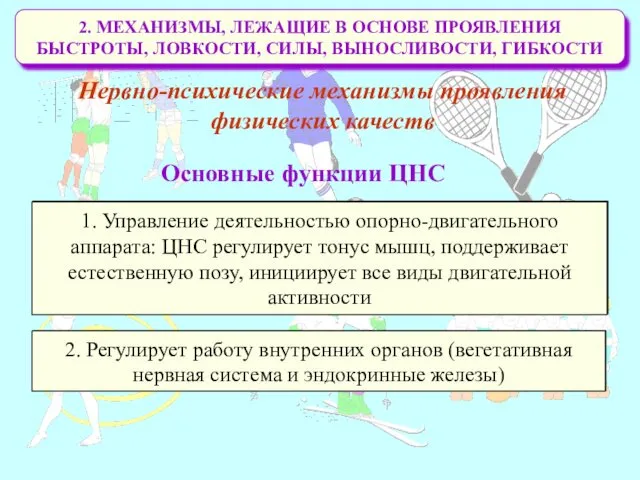 2. МЕХАНИЗМЫ, ЛЕЖАЩИЕ В ОСНОВЕ ПРОЯВЛЕНИЯ БЫСТРОТЫ, ЛОВКОСТИ, СИЛЫ, ВЫНОСЛИВОСТИ,