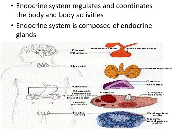 Endocrine system regulates and coordinates the body and body activities