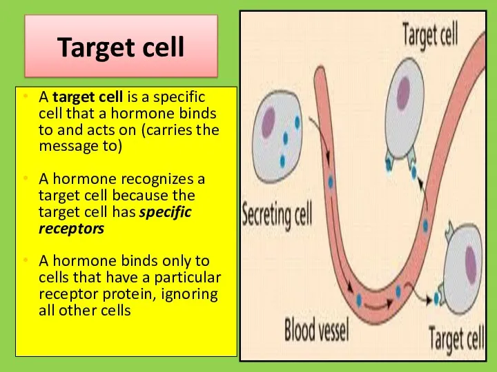 Target cell A target cell is a specific cell that