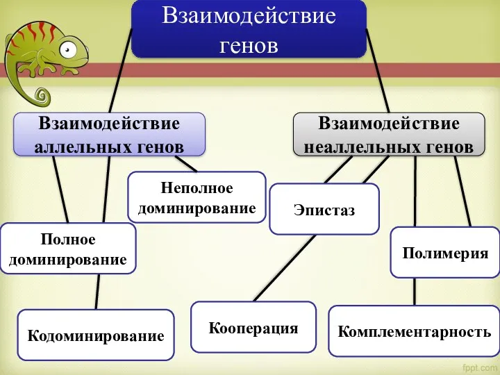 Взаимодействие генов Взаимодействие аллельных генов Взаимодействие неаллельных генов Полное доминирование