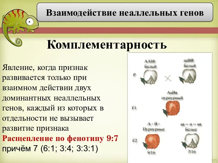 Комплементарность Взаимодействие неаллельных генов Явление, когда признак развивается только при