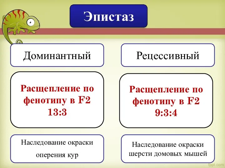 Эпистаз Доминантный Рецессивный Расщепление по фенотипу в F2 13:3 Расщепление