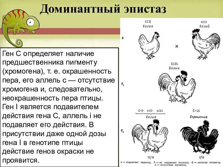 Доминантный эпистаз Ген С определяет наличие предшественника пигменту (хромогена), т.