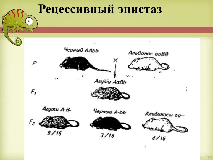 Рецессивный эпистаз