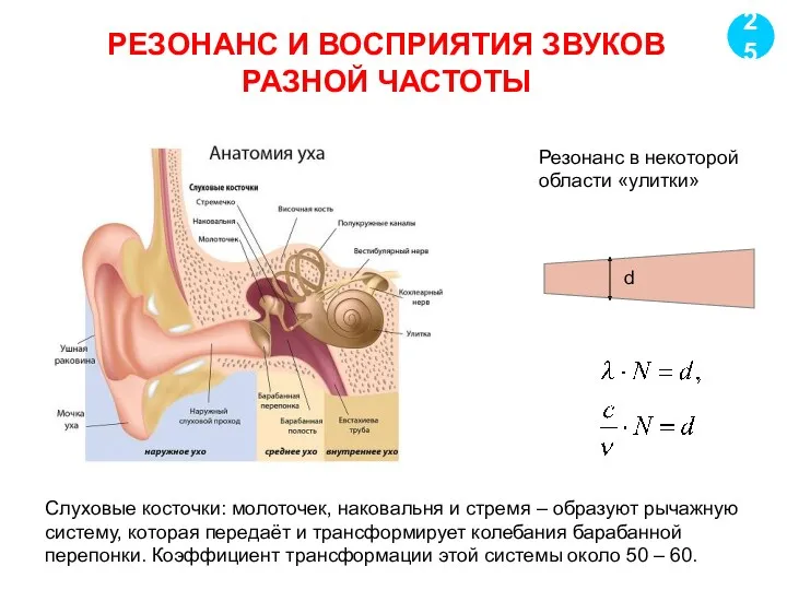 РЕЗОНАНС И ВОСПРИЯТИЯ ЗВУКОВ РАЗНОЙ ЧАСТОТЫ 25 Резонанс в некоторой