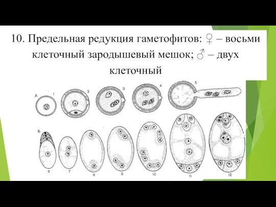 10. Предельная редукция гаметофитов: ♀ – восьми клеточный зародышевый мешок; ♂ – двух клеточный