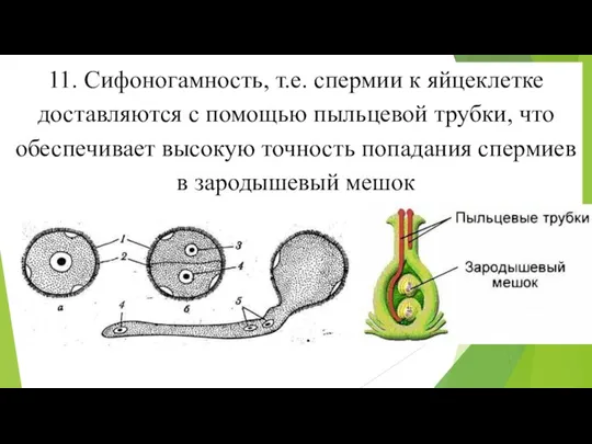 11. Сифоногамность, т.е. спермии к яйцеклетке доставляются с помощью пыльцевой