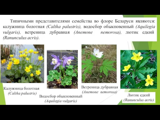 Типичными представителями семейства во флоре Беларуси являются: калужница болотная (Caltha palustris), водосбор обыкновенный