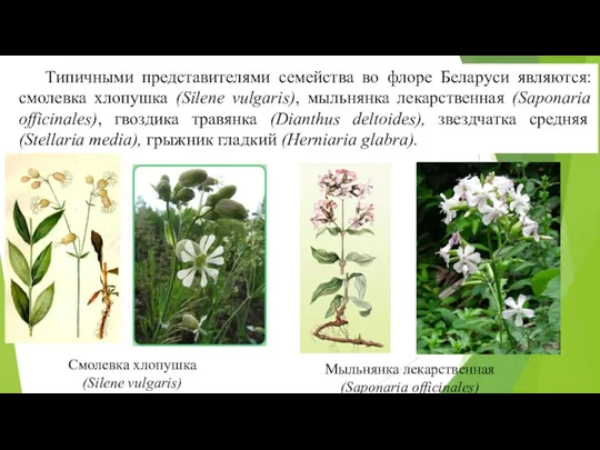 Типичными представителями семейства во флоре Беларуси являются: смолевка хлопушка (Silene vulgaris), мыльнянка лекарственная