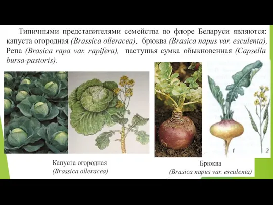 Типичными представителями семейства во флоре Беларуси являются: капуста огородная (Brassica olleracea), брюква (Brasica
