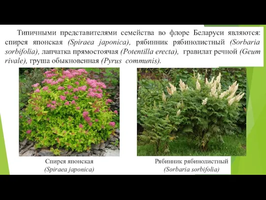 Типичными представителями семейства во флоре Беларуси являются: спирея японская (Spirаea japonica), рябинник рябинолистный