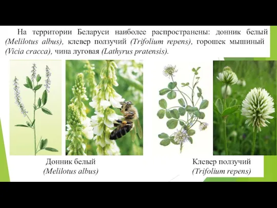 На территории Беларуси наиболее распространены: донник белый (Melilotus albus), клевер пол­зучий (Тrifolium repens),