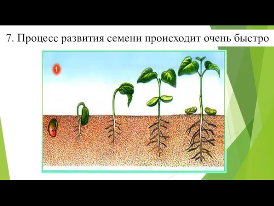 7. Процесс развития семени происходит очень быстро