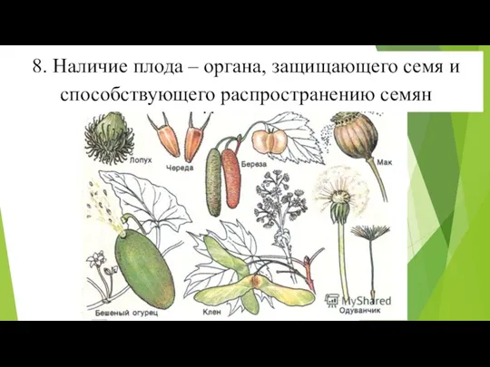 8. Наличие плода – органа, защищающего семя и способствующего распространению семян