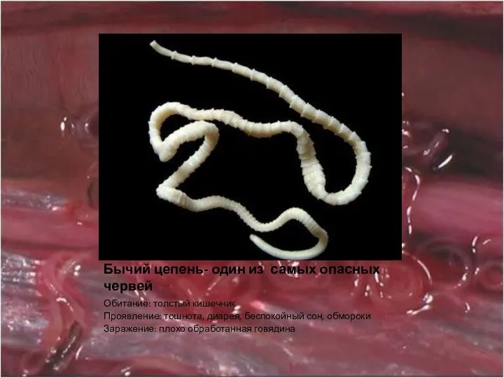 Бычий цепень- один из самых опасных червей Обитание: толстый кишечник Проявление: тошнота, диарея,