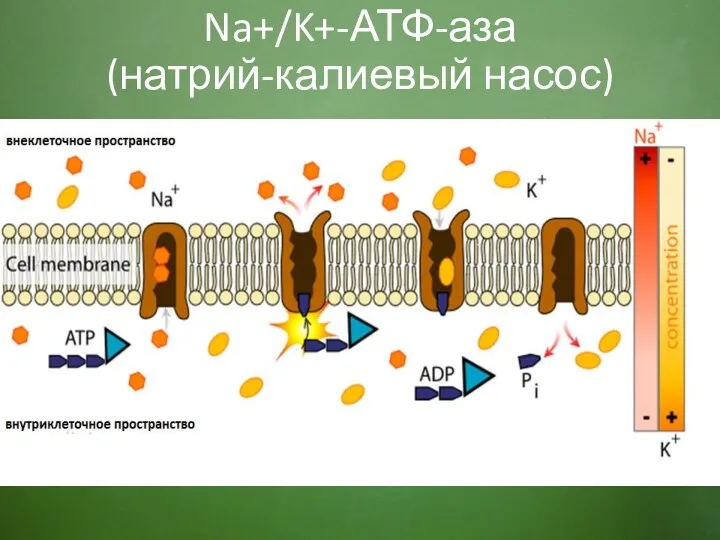 Na+/K+-АТФ-аза (натрий-калиевый насос)