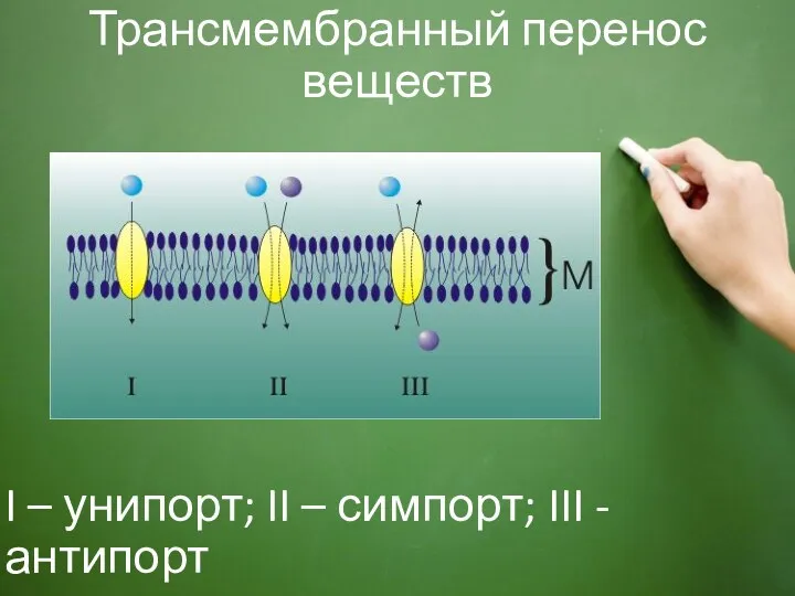 Трансмембранный перенос веществ I – унипорт; II – симпорт; III - антипорт