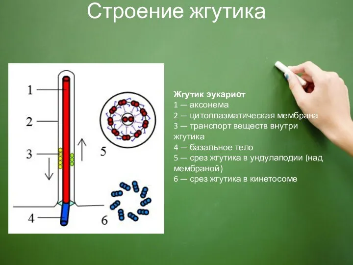 Строение жгутика Жгутик эукариот 1 — аксонема 2 — цитоплазматическая