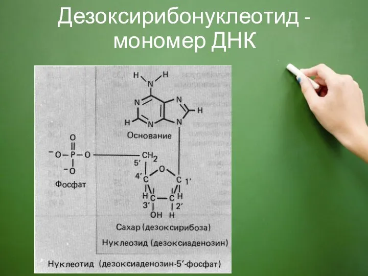 Дезоксирибонуклеотид - мономер ДНК