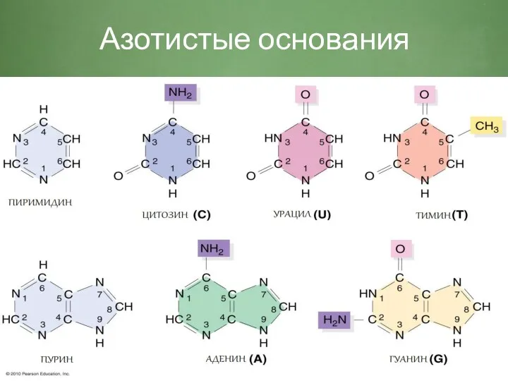 Азотистые основания