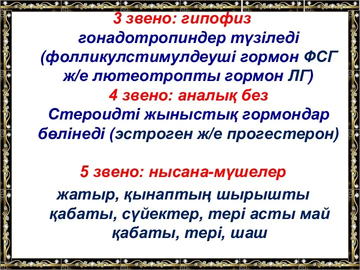 3 звено: гипофиз гонадотропиндер түзіледі (фолликулстимулдеуші гормон ФСГ ж/е лютеотропты