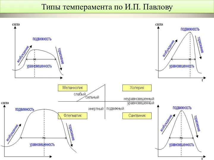 Типы темперамента по И.П. Павлову