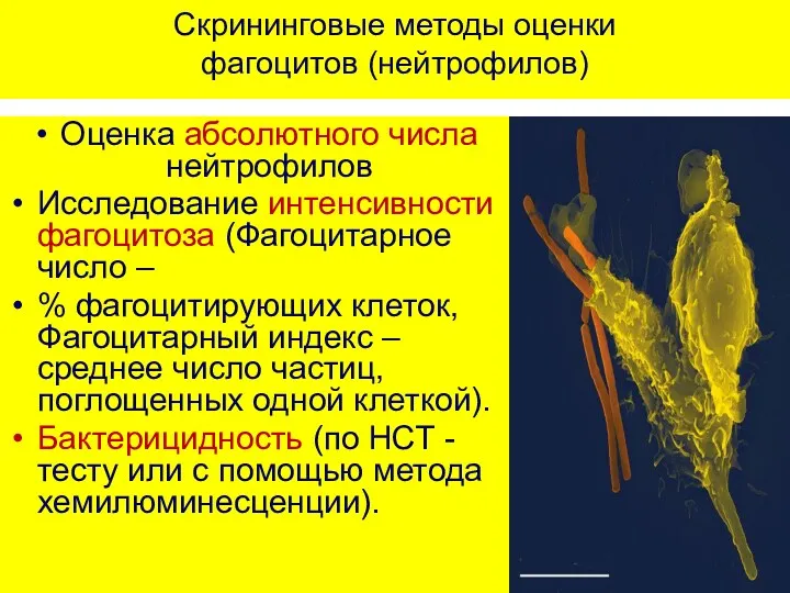 Скрининговые методы оценки фагоцитов (нейтрофилов) Оценка абсолютного числа нейтрофилов Исследование