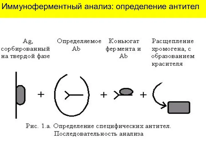 Иммуноферментный анализ: определение антител