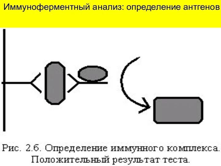 Иммуноферментный анализ: определение антгенов