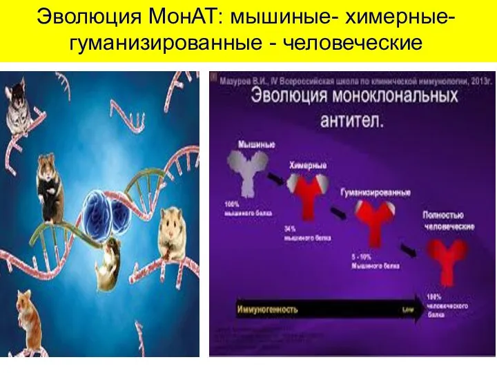 Эволюция МонАТ: мышиные- химерные-гуманизированные - человеческие